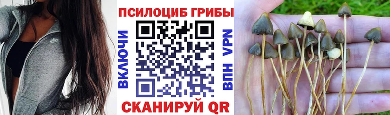 Купить где  Бологое  Псилоцибиновые грибы Psilocybine cubensis 